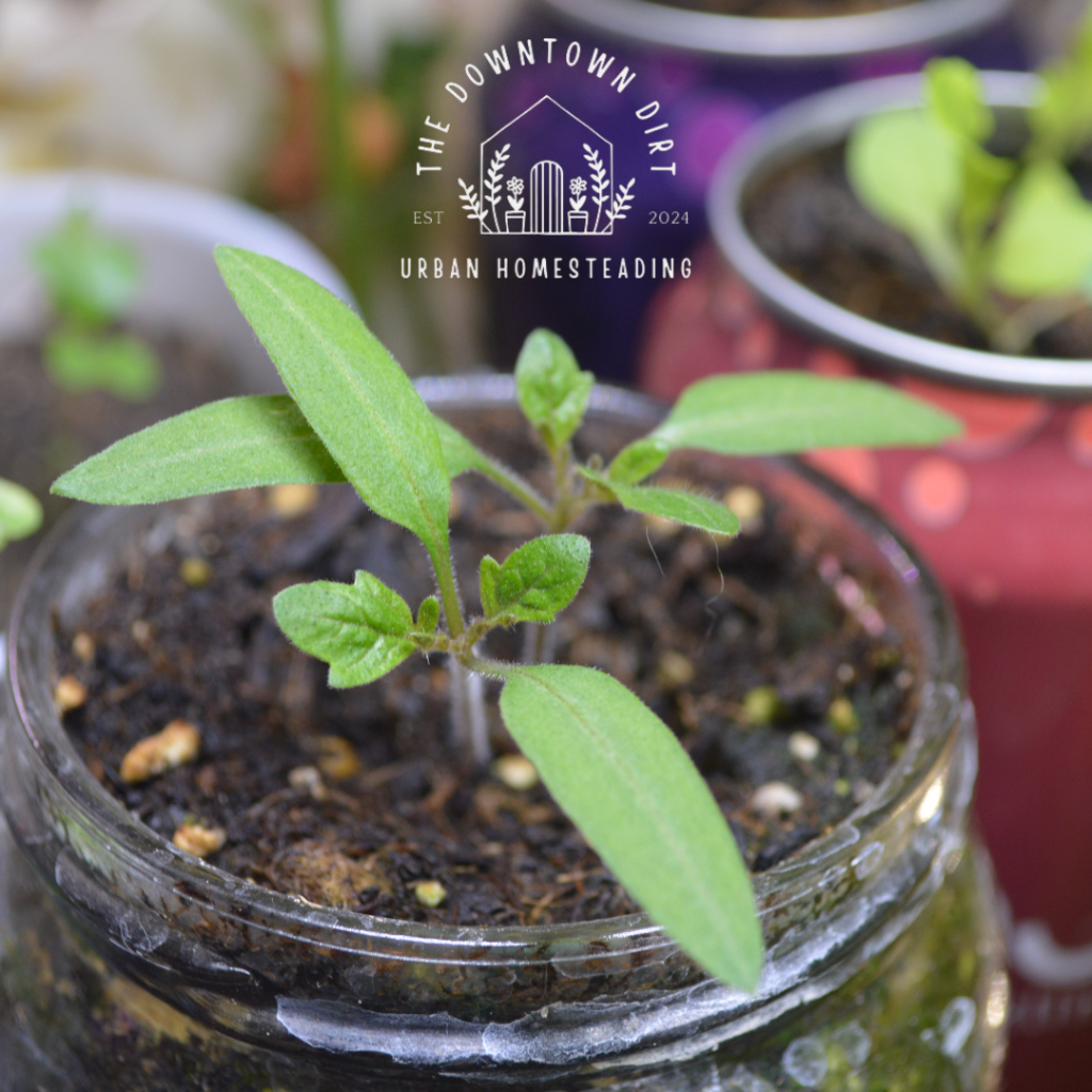 From Seed to Sprout: The Fascinating Journey of a Tomato&nbsp;Seed