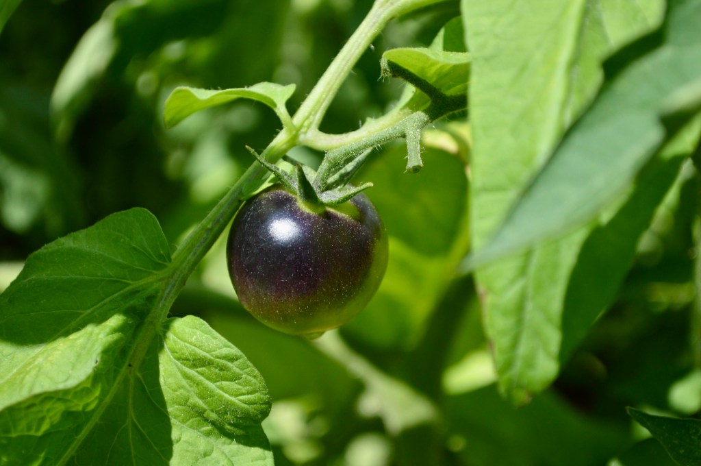 Everything You Need to Know About Black Cherry Tomatoes: Growing, Ripening, and&nbsp;More